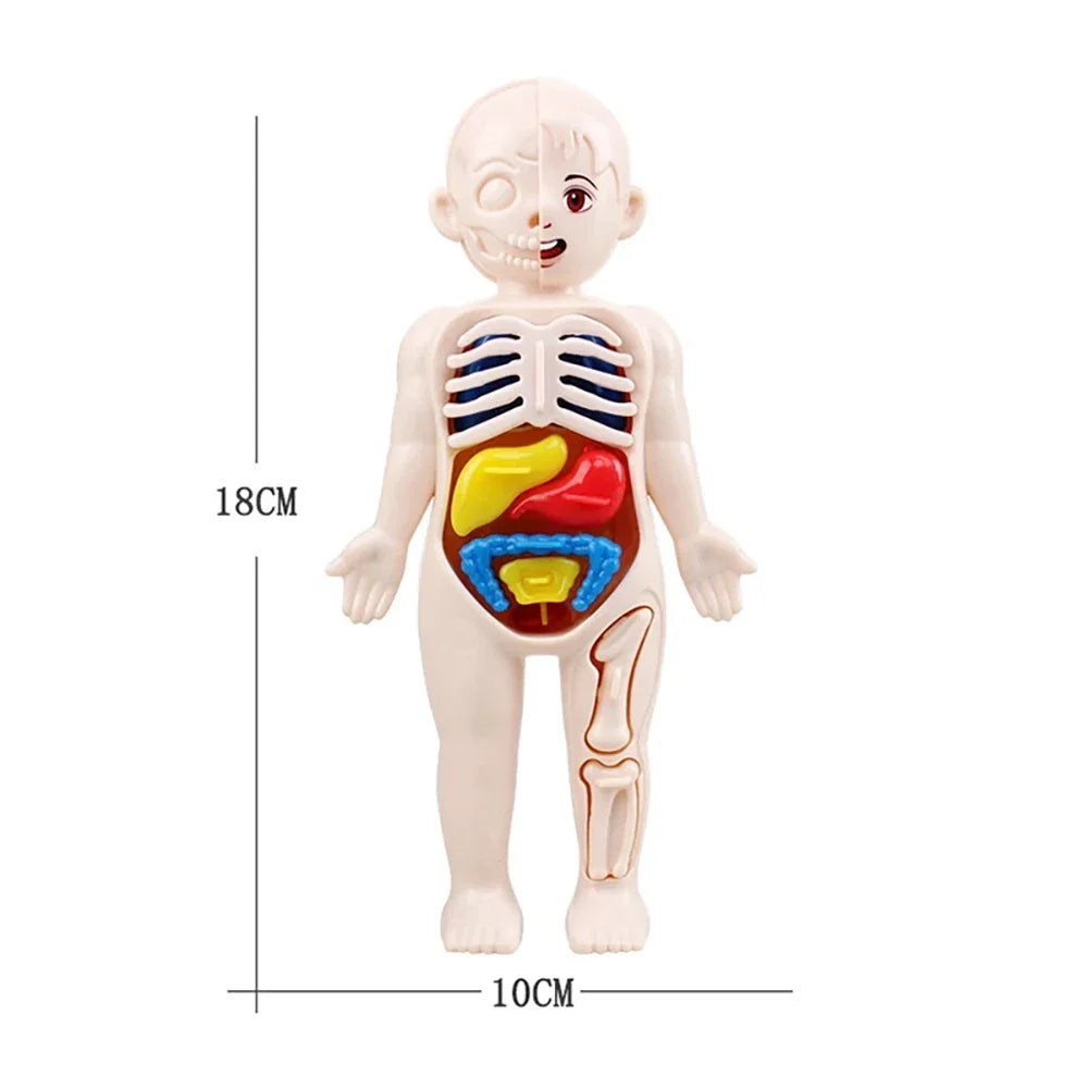 Montessori Toys Children Science Education Human Body Organ Anatomy