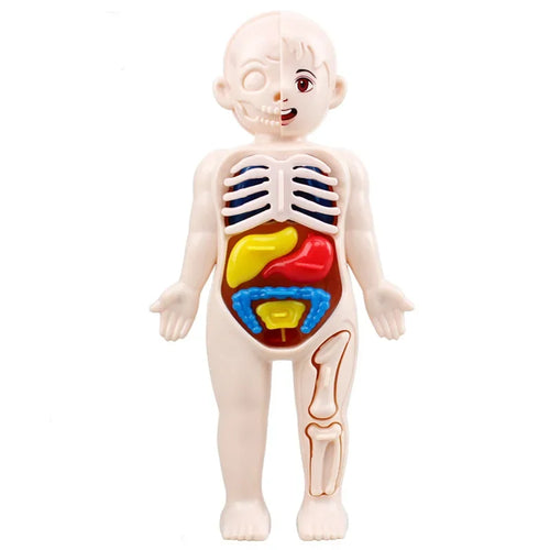 Montessori Toys Children Science Education Human Body Organ Anatomy
