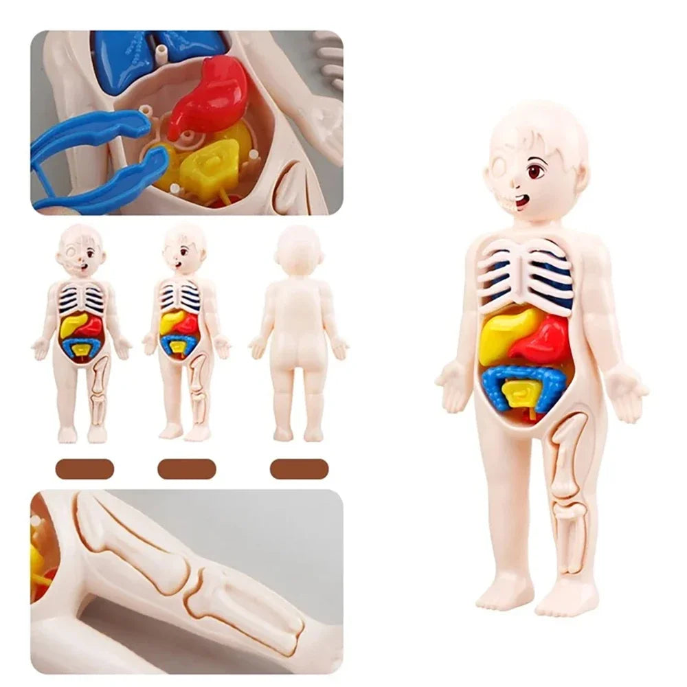 Montessori Toys Children Science Education Human Body Organ Anatomy
