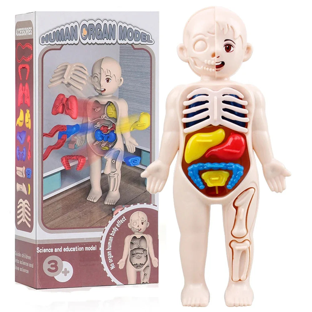 Montessori Toys Children Science Education Human Body Organ Anatomy